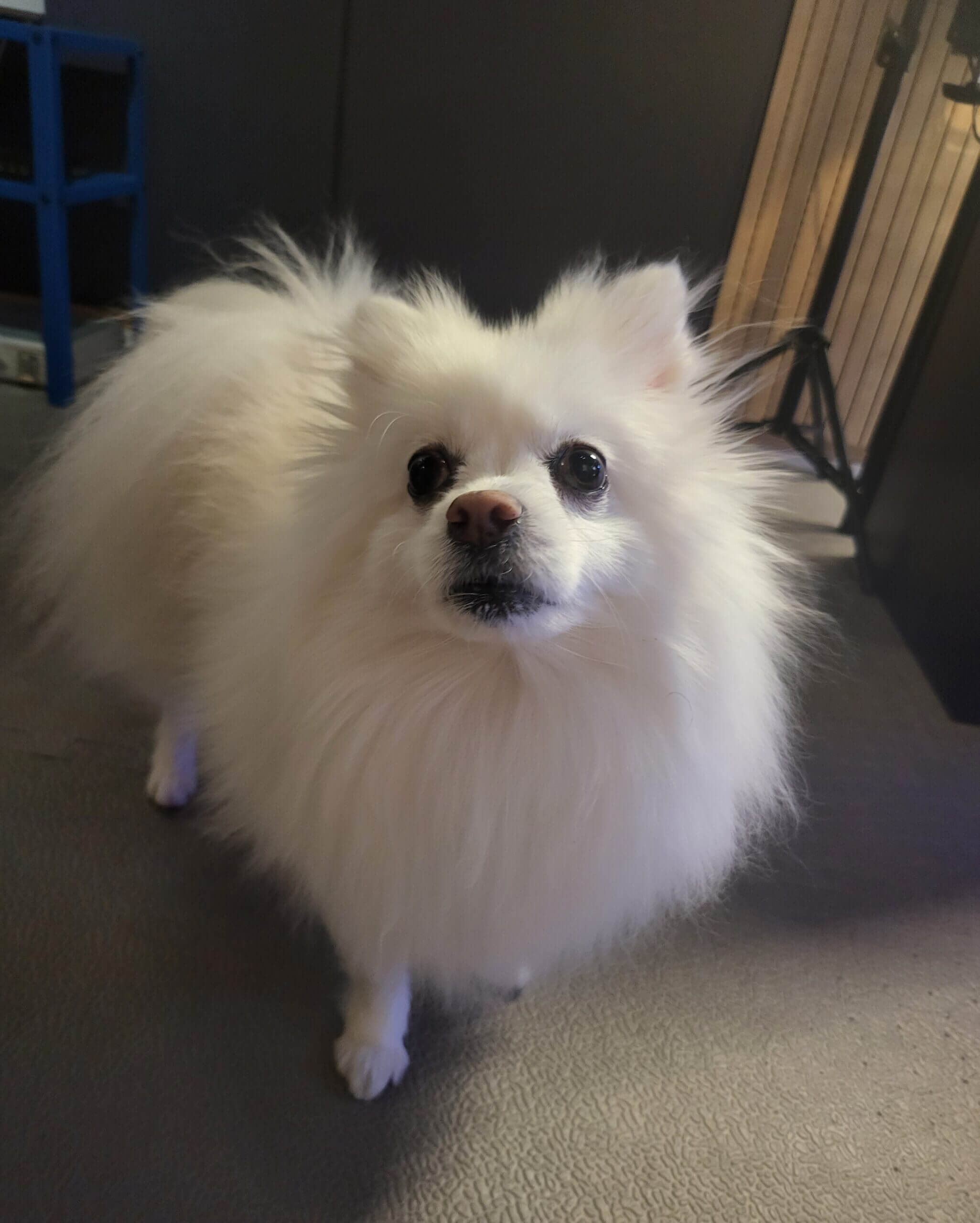 강아지 하울링과 분리불안 해결 가이드 대표 이미지 - 폼피치 포미