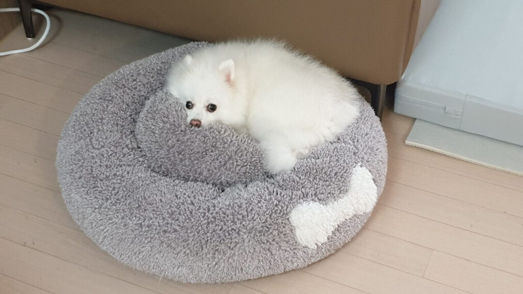 편안한 강아지 방석에서 쉬고 있는 흰색 폼피치 포미의 모습