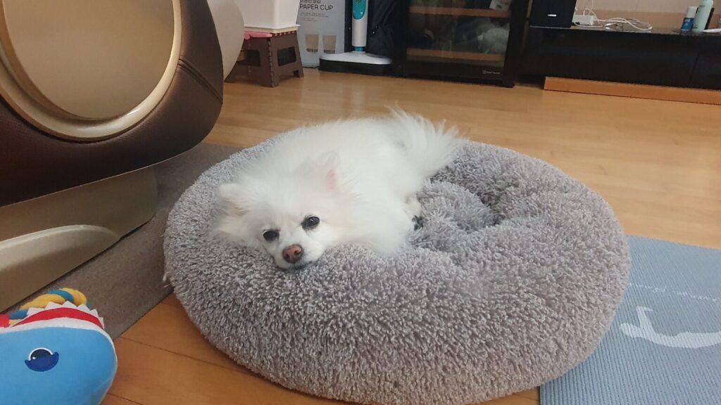 포근한 반려견 쿠션 위에서 편안하게 쉬고 있는 흰색 폼피치 강아지 포미, 강아지 수면 음악과 안정 환경을 설명하는 이미지