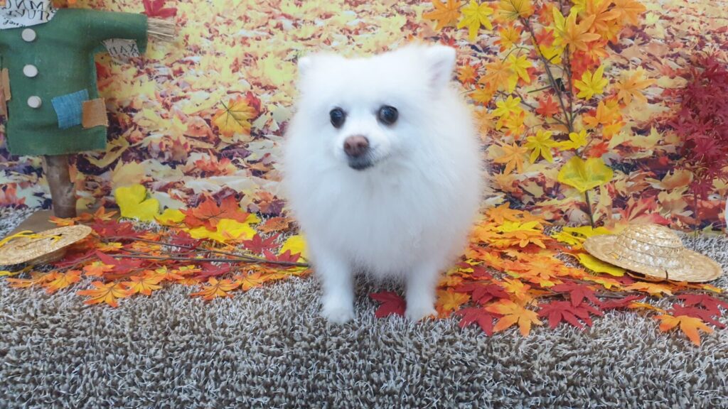 가을 단풍 배경 앞에 서 있는 흰색 폼피치 강아지 포미 모습, AI 반려견 건강관리 콘텐츠 대표 이미지