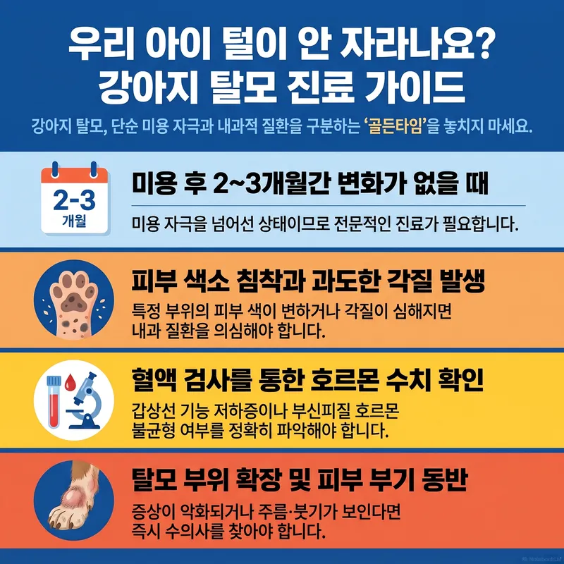 미용 후 강아지 탈모가 지속될 때 병원 진료가 필요한 4가지 신호 — 골든타임 안내 인포그래픽