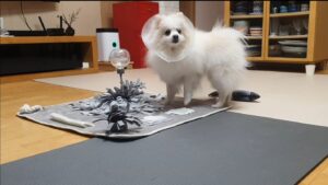 노즈워크 매트에서 두뇌 놀이를 하고 있는 흰색 폼피치 강아지 포미의 모습