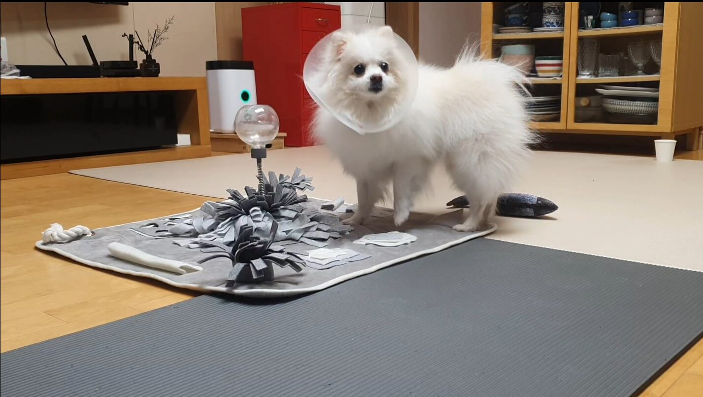 강아지 노즈워크는 왜 좋은가? 실제 반려견 포미와 함께 해본 두뇌 놀이 경험