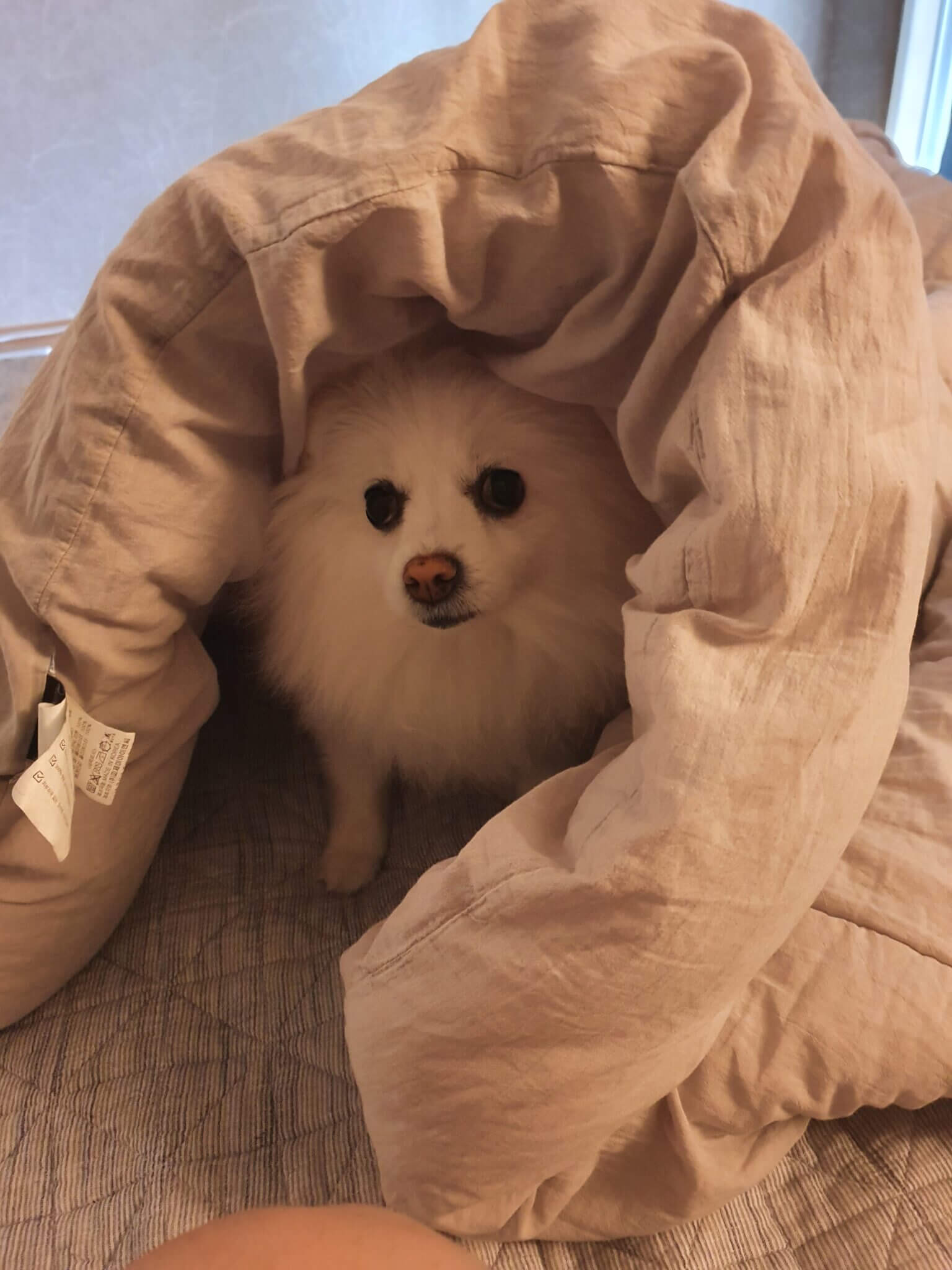 이불 속에 들어가 편안하게 쉬고 있는 흰색 폼피치 강아지 포미의 모습, 강아지 분리불안 완화와 수면 음악 주제를 설명하는 이미지