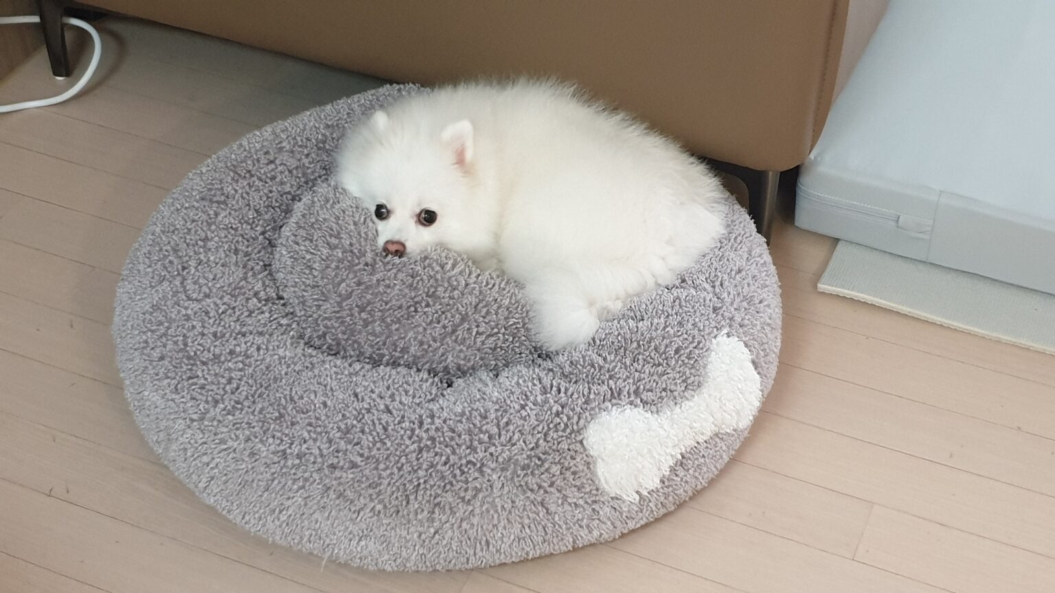 반려견 쿠션 위에서 휴식하며 스트레스 신호를 보일 수 있는 흰색 폼피치 강아지 포미의 모습