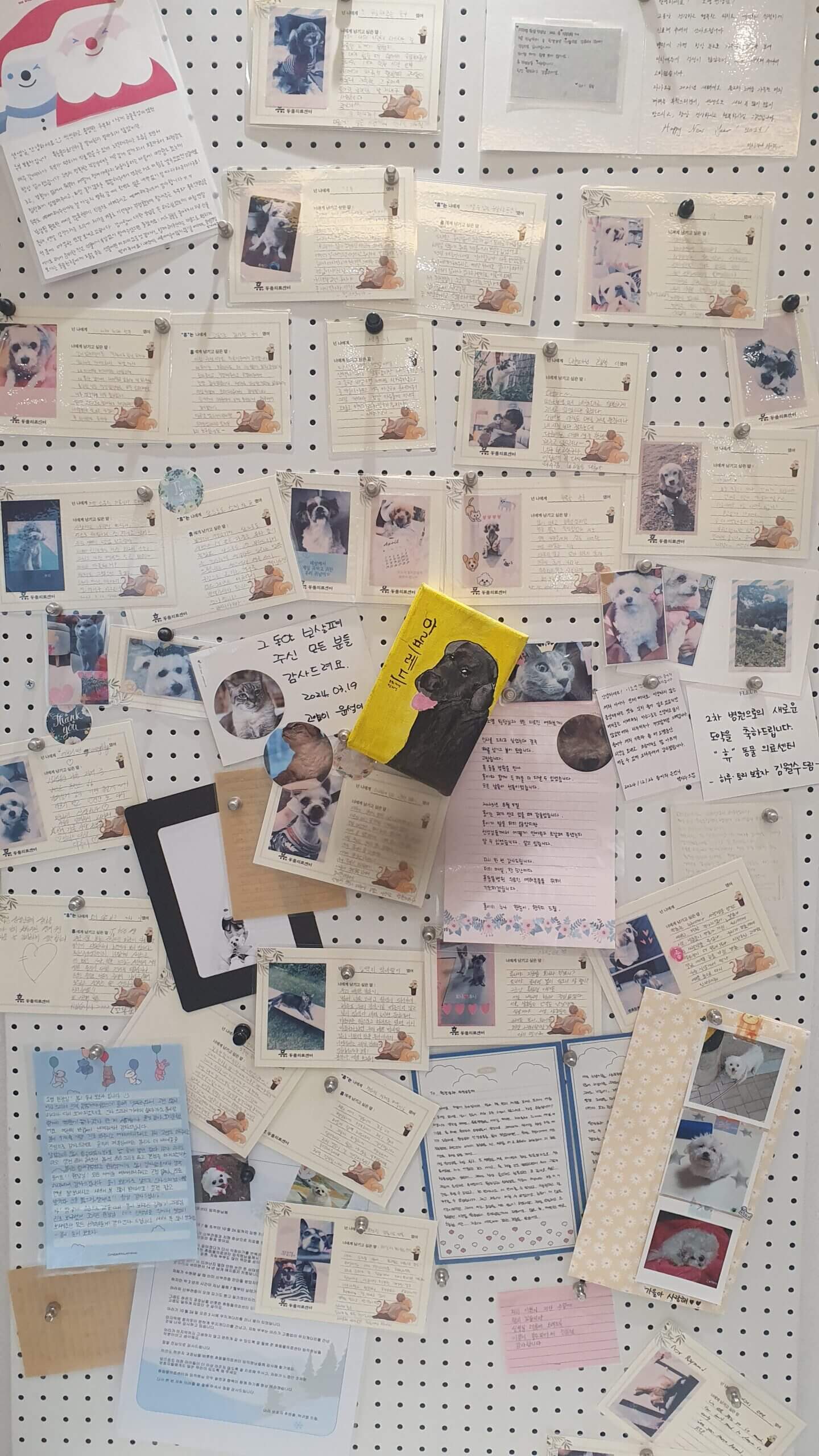 펫로스 증후군 극복을 위한 4단계 심리 치유법