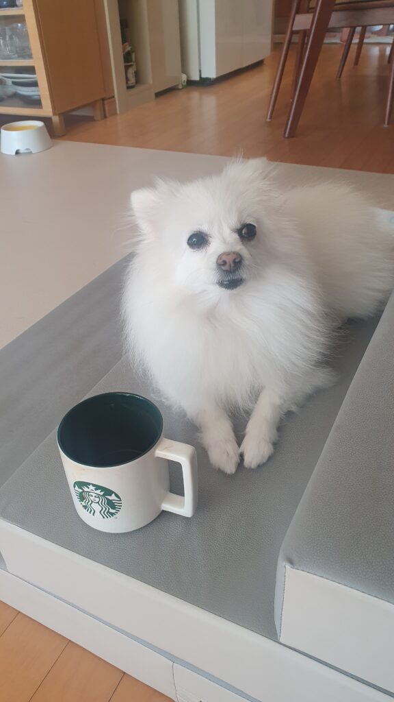소파에서 커피를 마시는 보호자를 바라보는 폼피치 강아지 포미