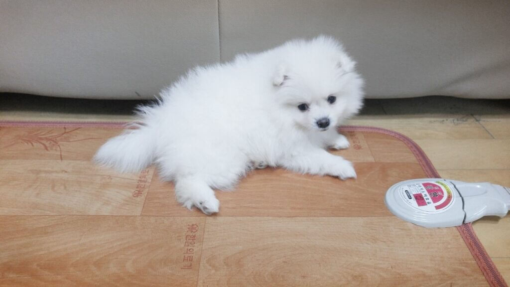 어린 시절 집 바닥 매트 위에 앉아 있는 흰색 폼피치 강아지 포미의 모습