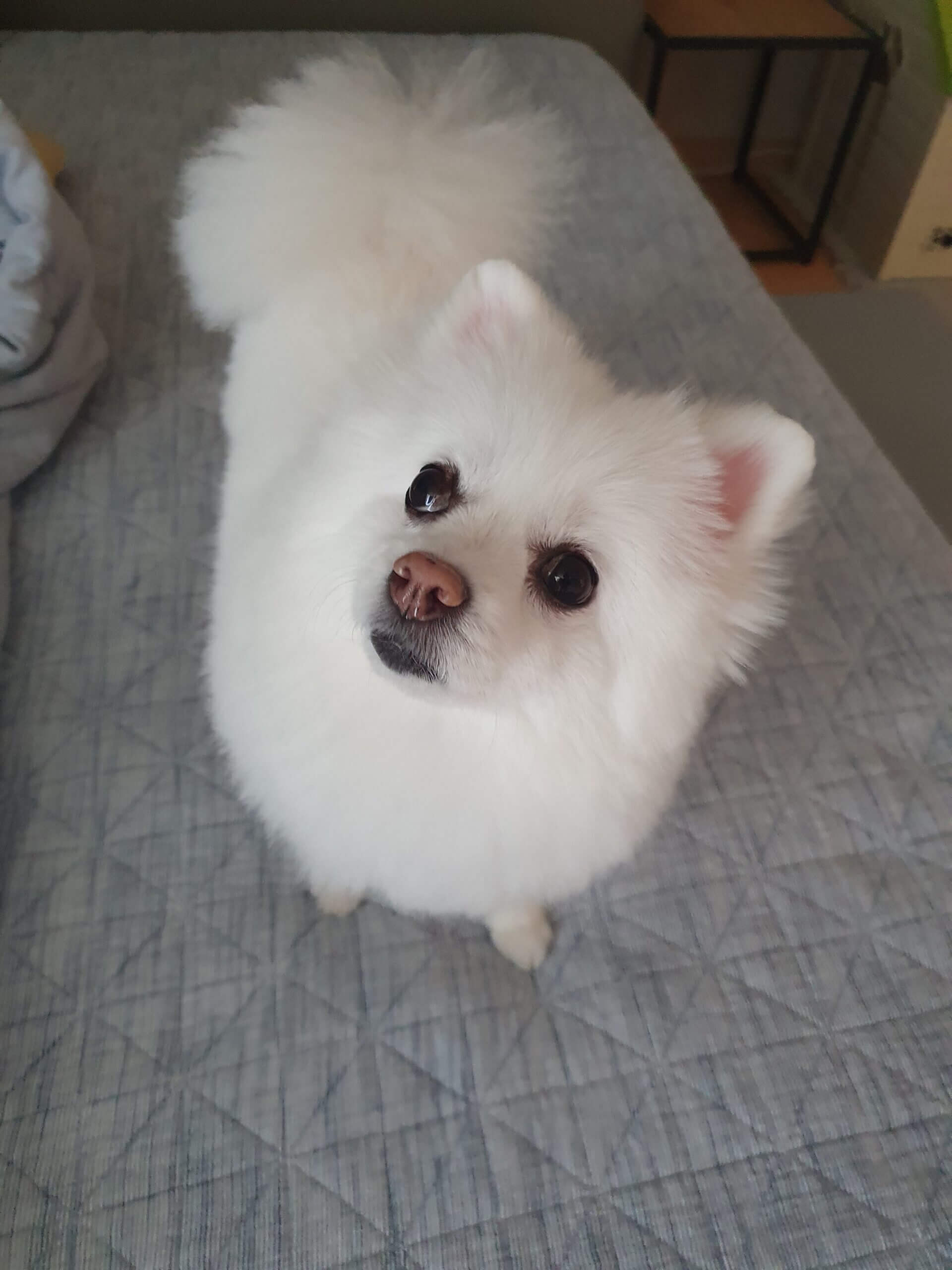 밤에 하울링하는 하얀색 폼피치 포미의 모습