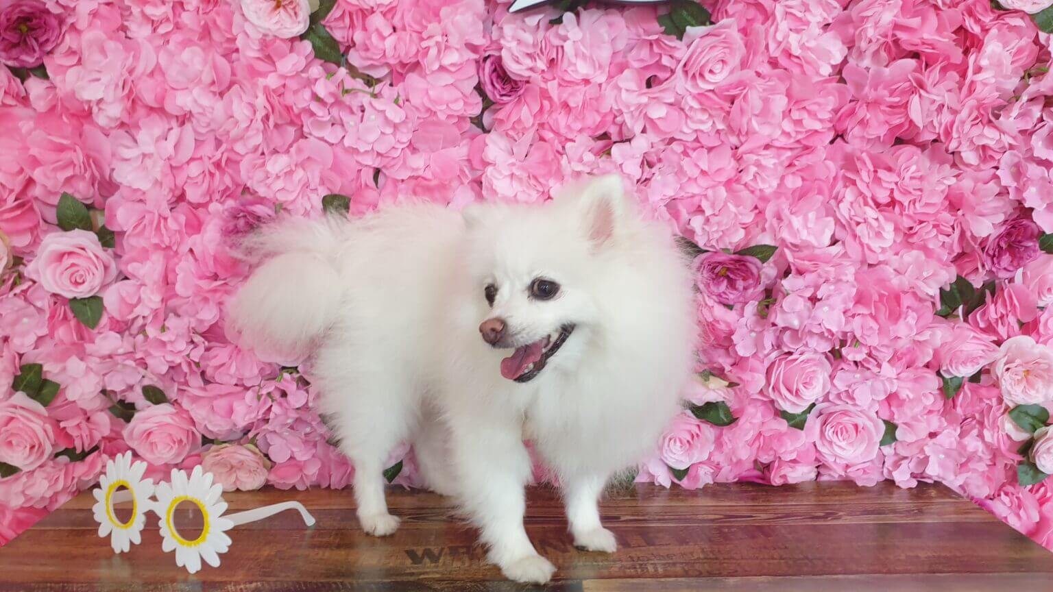 강아지 눈물자국 지우기 완벽 가이드