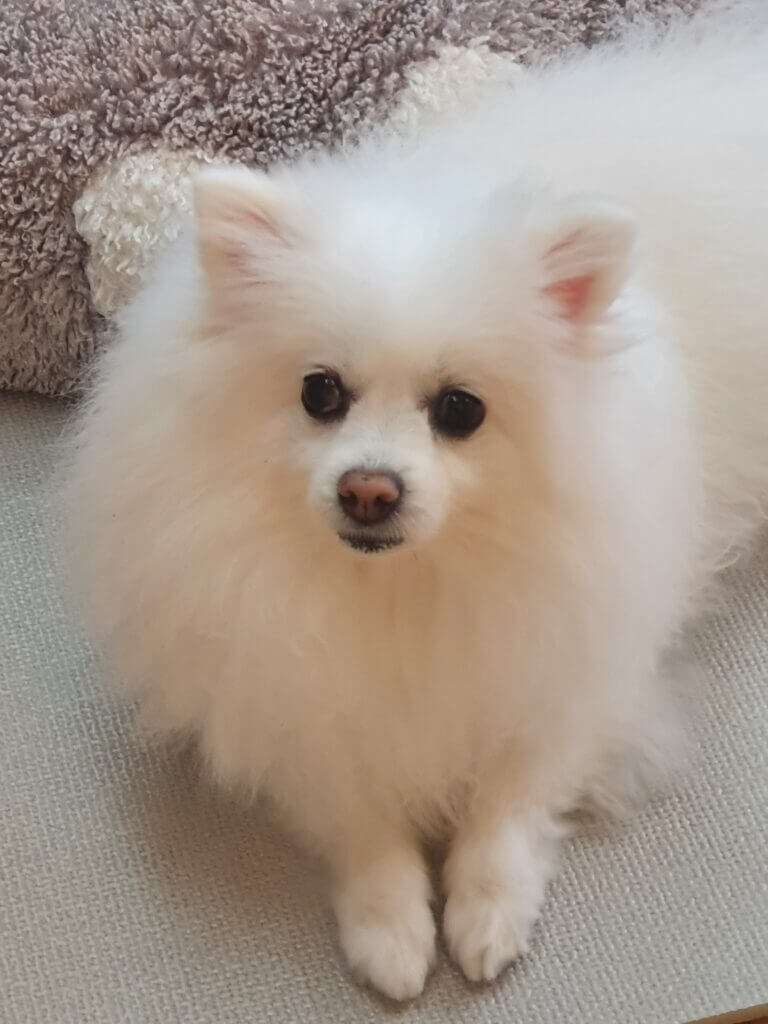 눈물자국 관리하는 포미사진