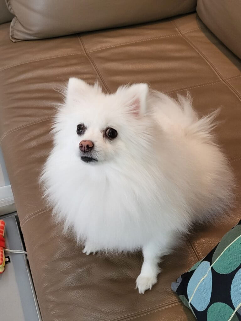 소파 위에서 보호자를 바라보며 기다리고 있는 흰색 폼피치 강아지 포미