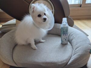 노령견 강아지 산소캔 응급 대비 포메라니안 포미