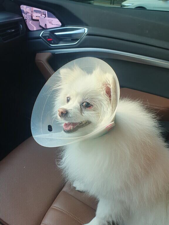 진료를 마치고 집으로 돌아가는 포미. 반려동물과 함께한 시간은 작은 기록으로 남겨두고 있습니다.