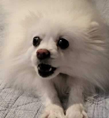 긴장한 표정으로 입을 벌리고 반응하는 흰색 폼피치 강아지 포미의 스트레스 신호 모습