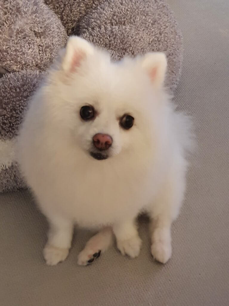 이중모 털 상태를 가진 흰색 폼피치 강아지 포미가 실내에서 앉아 있는 모습