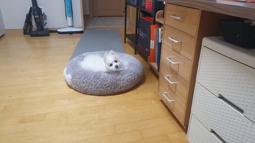 포미는 집에서도 항상 보호자와 가까운 공간에서 휴식을 취하려는 행동을 보입니다. 이는 반려견이 보호자를 안전한 기준점으로 인식하기 때문입니다.