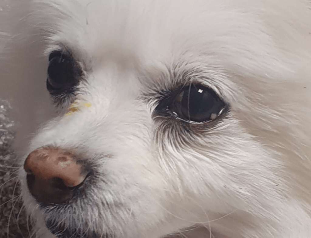 10살 노령견 눈꺼풀 수포, 마이봄샘 종양일 수 있습니다 (수술 후기와 치료 비용)