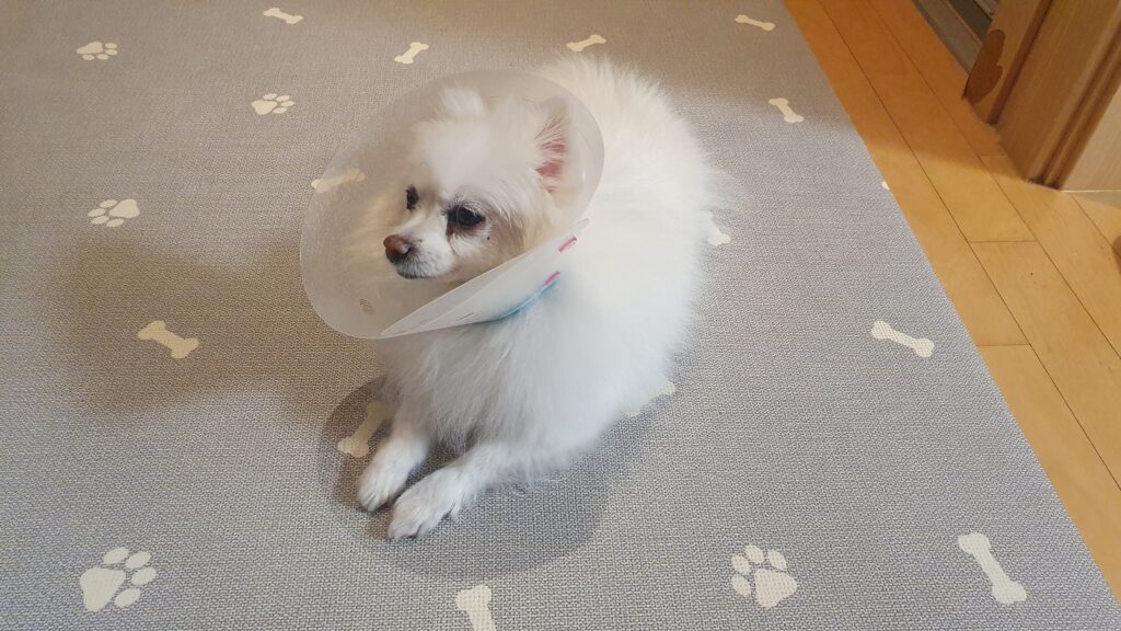 수술 후 넥카라를 착용하고 휴식 중인 노령견 폼피치 강아지 포미의 회복 모습