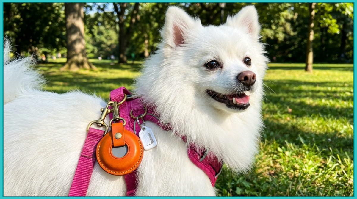 핑크색 하네스에 오렌지색 가죽 케이스의 스마트태그2와 하얀색 마이크로칩 인식표를 함께 착용하고 있는 폼피치 포미의 실제 모습