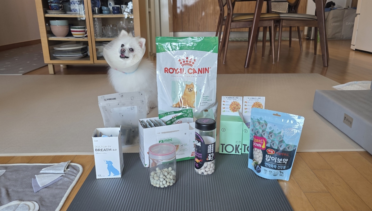 10살 노령견 포미의 실제 사료, 간식, 영양제 식단 구성 사진