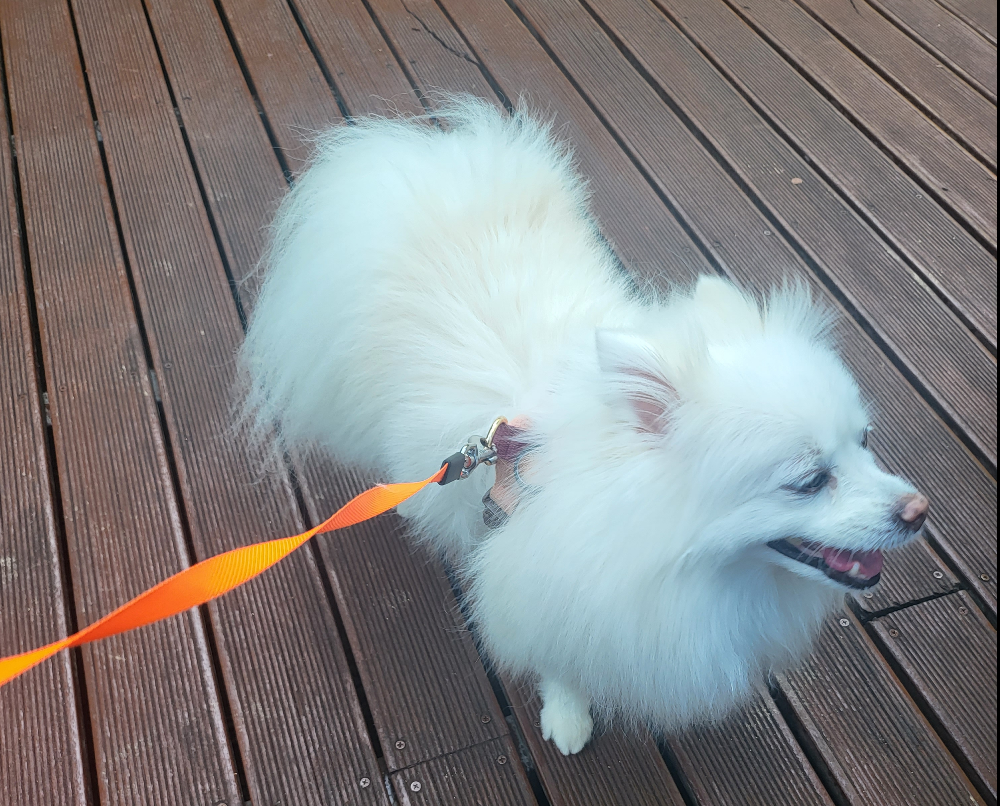 강아지 치매 증상일까? 노령견 산책 중 멈춤 현상과 3가지 구별법