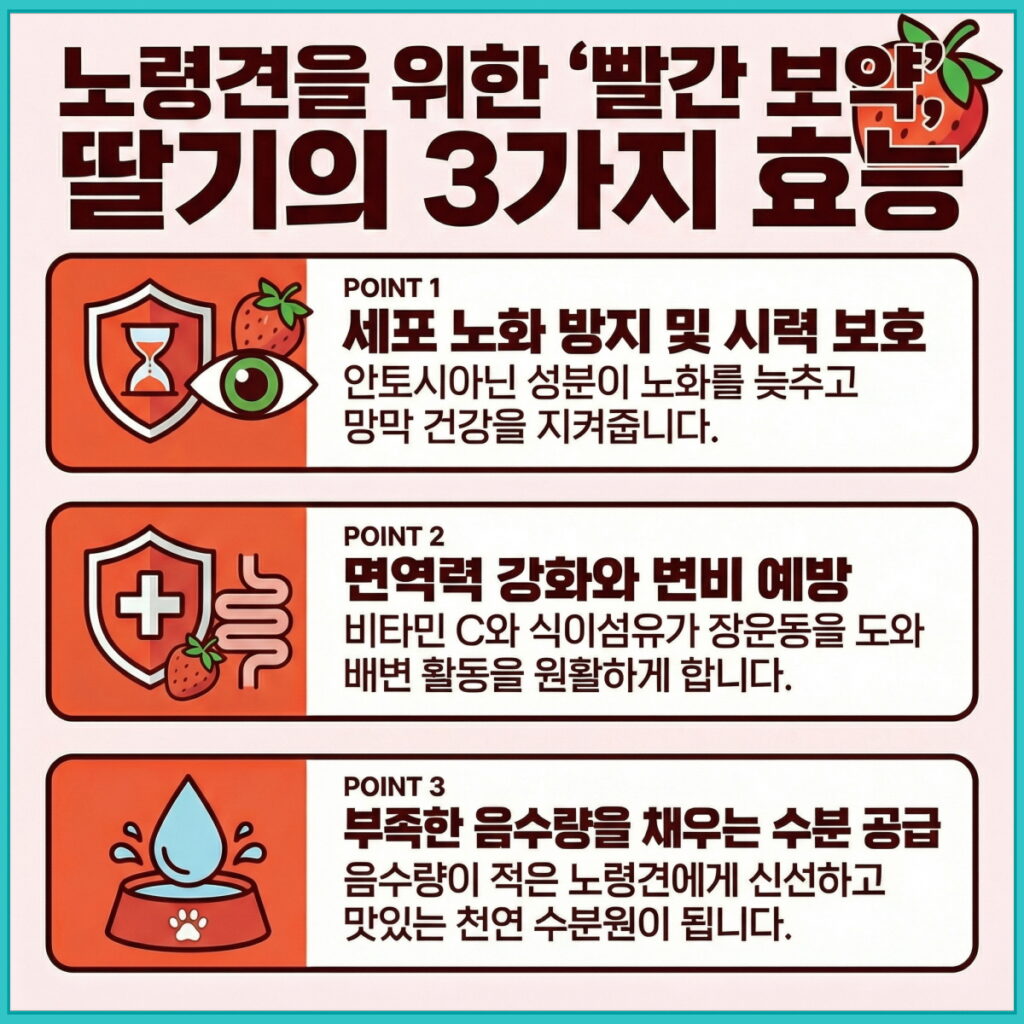 강아지 딸기 급여 효능 인포그래픽