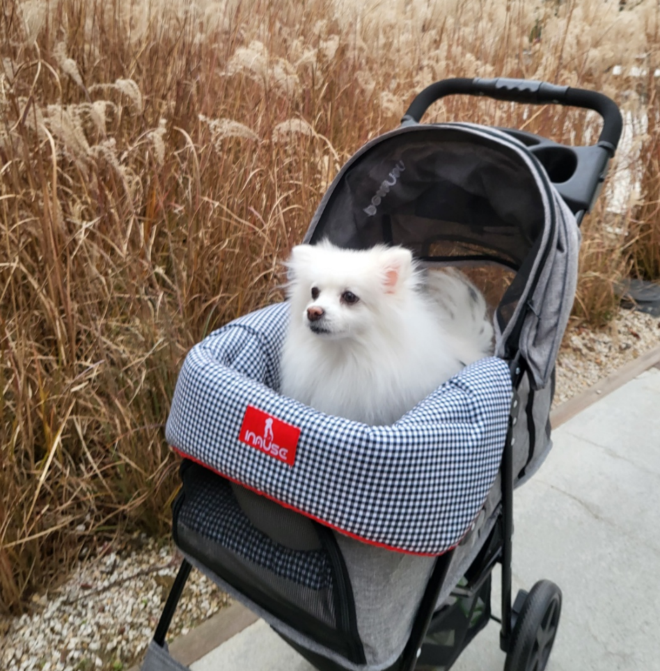 노령견 유모차 추천: 허리 디스크·관절 보호를 위한 선택 기준 5가지