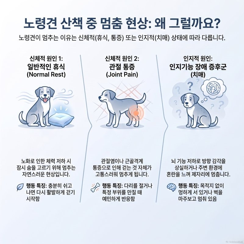 노령견 산책 중 멈춤 원인 3가지(휴식, 관절 통증, 치매)와 특징 비교 인포그래픽
