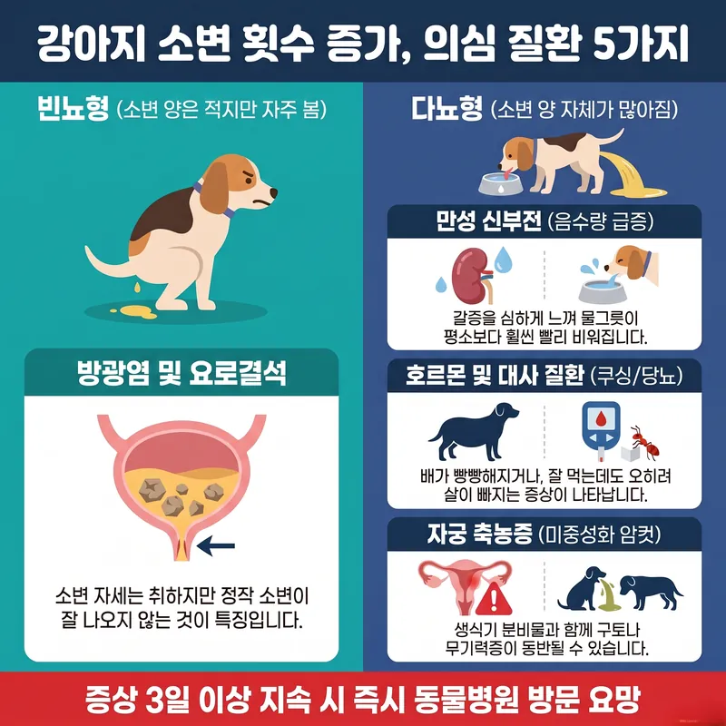 강아지 소변 횟수 증가 원인 질환 5가지 — 방광염·요로결석(빈뇨형), 만성 신부전·쿠싱증후군·당뇨병·자궁축농증(다뇨형)