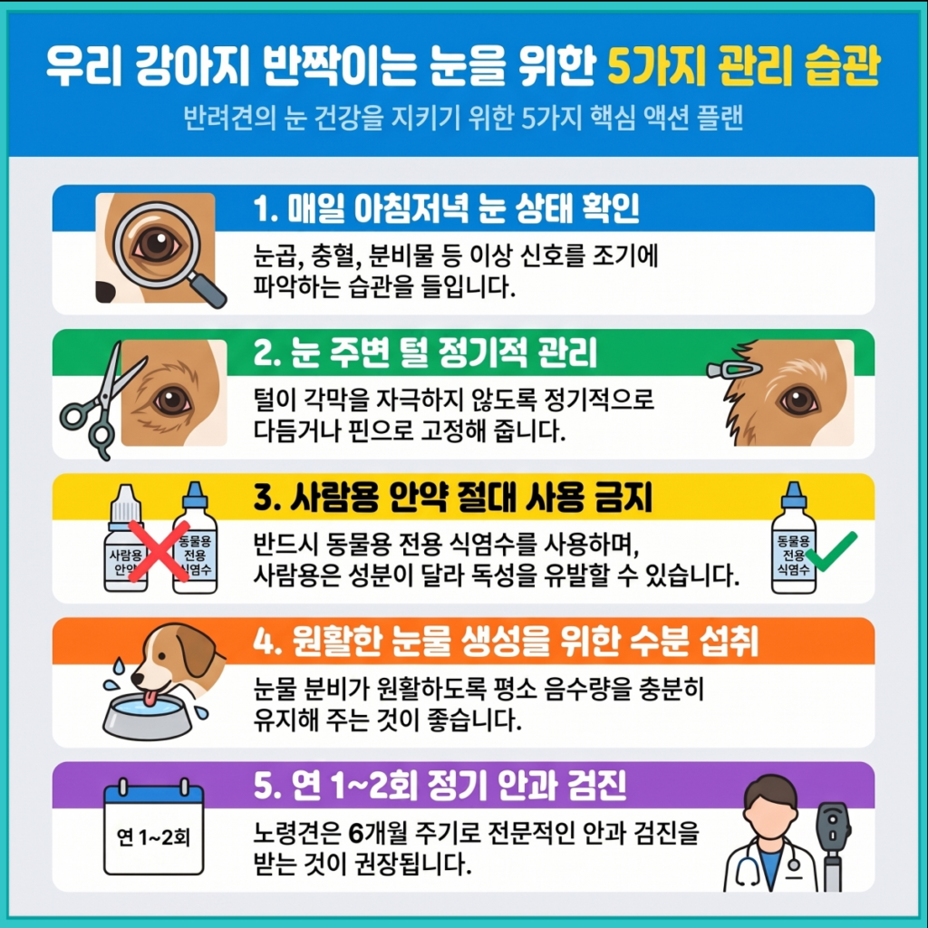 강아지 눈 건강 5가지 관리 습관 인포그래픽 — 매일 눈 확인, 털 관리, 사람용 안약 금지, 수분 섭취, 정기 안과 검진