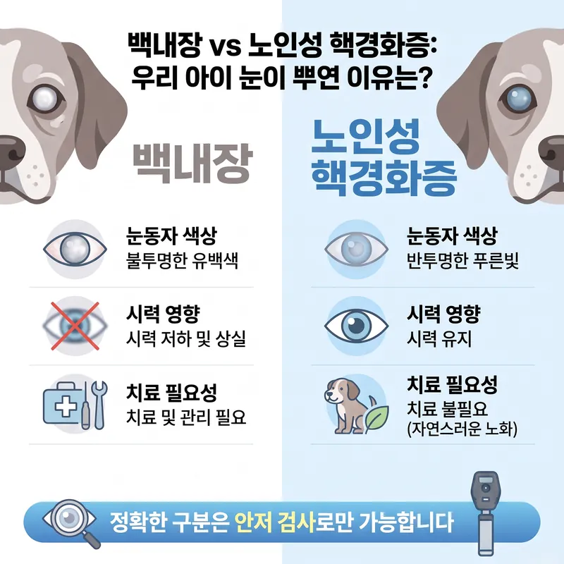 백내장과 노인성 핵경화증 비교 — 눈동자 색상, 시력 영향, 치료 필요성의 차이와 안저 검사 필요성