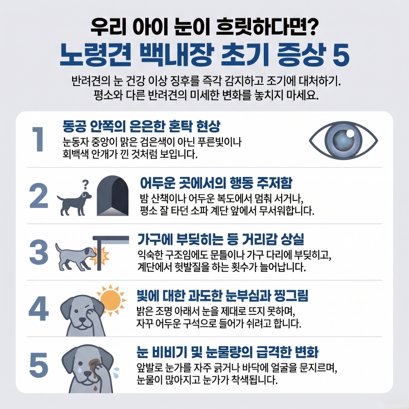 노령견 백내장 초기 증상 5가지(동공 혼탁, 야간 행동 주저함, 거리감 상실, 눈부심, 눈 비비기) 인포그래픽