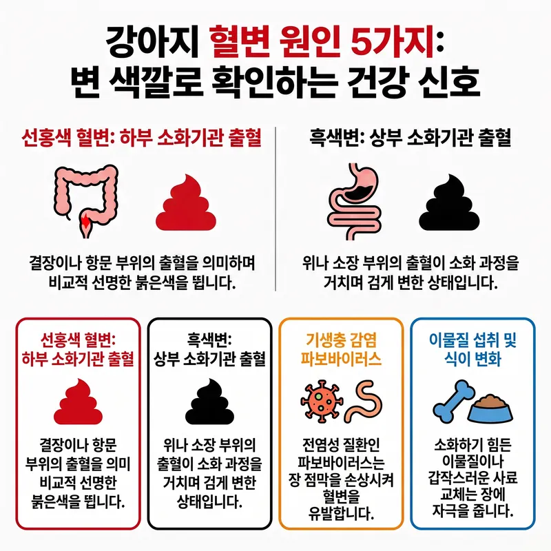 강아지 혈변 원인 5가지 인포그래픽 — 선홍색 혈변과 흑색변 출혈 위치 비교
